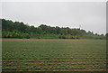 Woodland along the A505