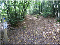 TQ4951 : The Greensand Way in Stubbs Wood by Marathon