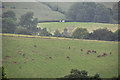 Mid Devon : Countryside Scenery