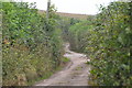 Mid Devon : Country Lane