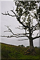 Mid Devon : Grassy Field & Tree