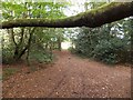 Autumn leaves on Black Hill, Bicton Common