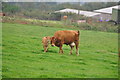 SS9002 : Mid Devon : Cattle Grazing by Lewis Clarke