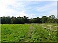 Pasture Field