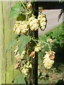 Hedgerow Hops, Little Lambswick Farm