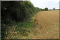 Hedge by Broadlands Farm