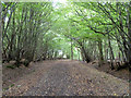 Byway through Leaden Roding Woods