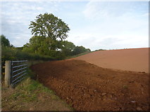 NT5766 : Rural East Lothian : Just Ploughed Near Newlands by Richard West