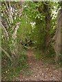 Footpath through the woods on Drake