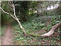 Footpath through the woods on Drake