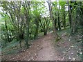 Footpath through the woods on Drake