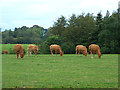 Field with cattle