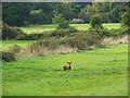 Deer in the fields