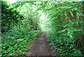 Footpath through the woods