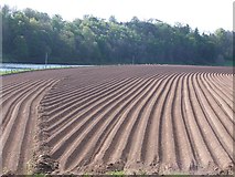 NT9350 : Ridged potato field by David Chatterton