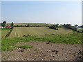 Hay fields waiting the arrival of the baler