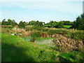 Pond with dipping platform, Haddenham