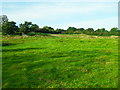 Pond Field, Haddenham