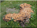 Fungus on tree stump in Sturton churchyard