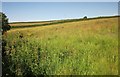 Field by Poldrissick Lane