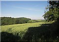 Wheat near Markwell