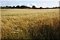 Barley field near Tan-y-Fron