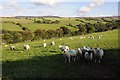 Sheep above Afon Hyrdd valley