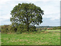 View across the fields near Stoughton