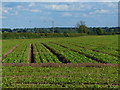 Farmland north of the village of Wolvey