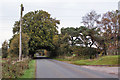 Tree tunnel