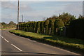 Serried ranks of clipped conifers on Thornage Road, Holt