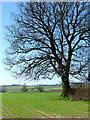 Farmland west of Catstree, Shropshire