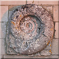 Ammonite