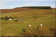 SH9660 : Upland grazing Denbigh Moor by Philip Halling