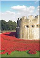 Commemorative poppies, Tower of London