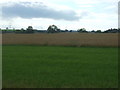 Farmland off Silkstone Lane