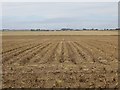 Potato field