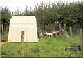 Piglets near Chipping Sodbury