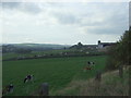 Grazing towards White field Farm