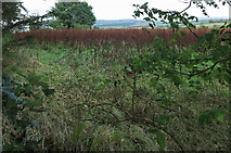 W5649 : Is this wild or crop? by Neville Goodman