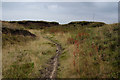 SE0804 : Path through peat groughs on Black Hill by Bill Boaden