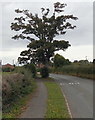 SJ5029 : Dominant tree, Wem by Jaggery