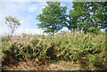 Rose bay willow herbs in a cutting