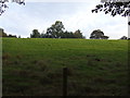 Hillside grazing south of Fenay Lane