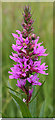 Purple Loosestrife (Lythrum salicaria)