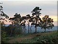 TQ0248 : Trees on St Martha's Hill, at sunset by Stefan Czapski