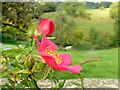 Wild rose at Standish Park