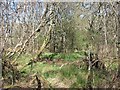 NM9341 : Woodland near Dalrannoch by Richard Webb