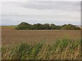 Arable land, Rossie