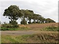 Row of trees, Dysart